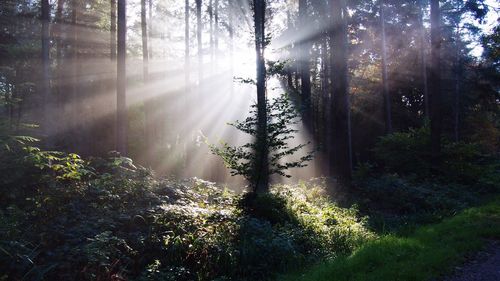 Trees in forest against sky