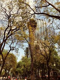 Low angle view of trees against sky