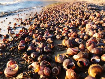 Close-up of pebbles on beach