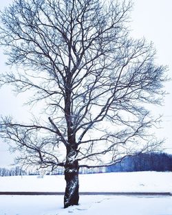 Bare tree on snow covered field against sky