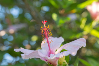 Close-up of pink flower