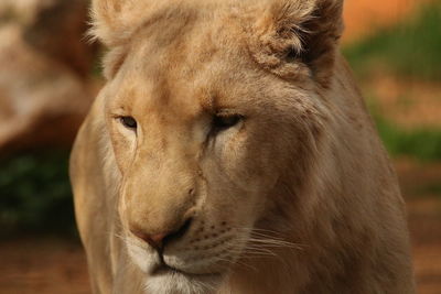 Close-up of lioness