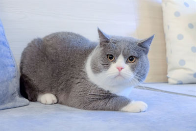 Close-up of cute grey cat crouching in alert on sofa 