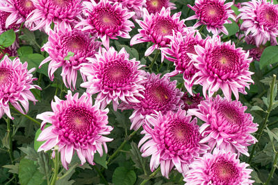 High angle view of pink flowering plants