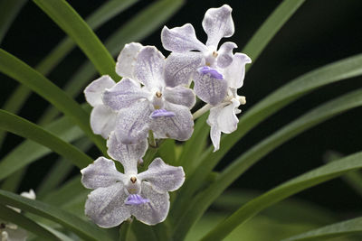 Close-up of purple flowering plant