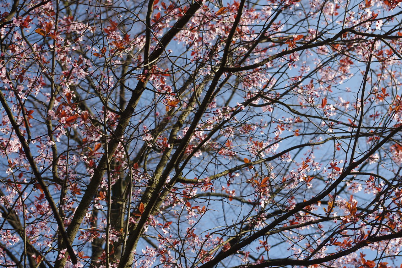 #cherryblossom