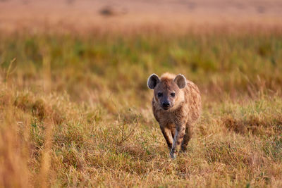 Portrait of lion on field