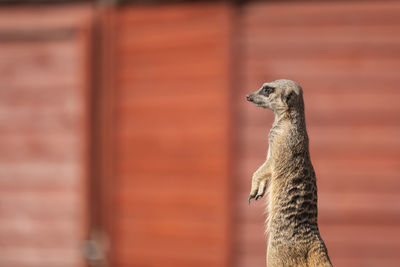 Close-up of meerkat
