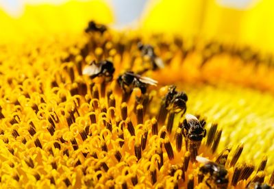 Walking on the stamens tip