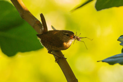 Close-up of bird perching on plant