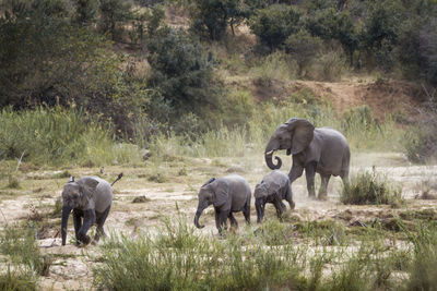 Elephants on land