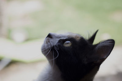 Close-up of cat