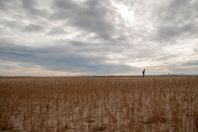 Scenic view of wheat field against sky