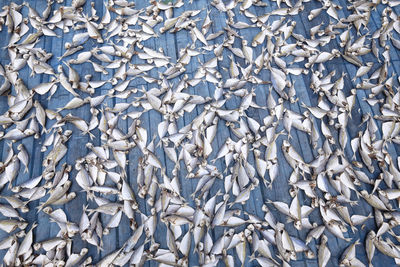 High angle view of fish