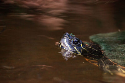 Eastern chicken turtle deirochelys reticularia swims in a shallow pond in naples, florida