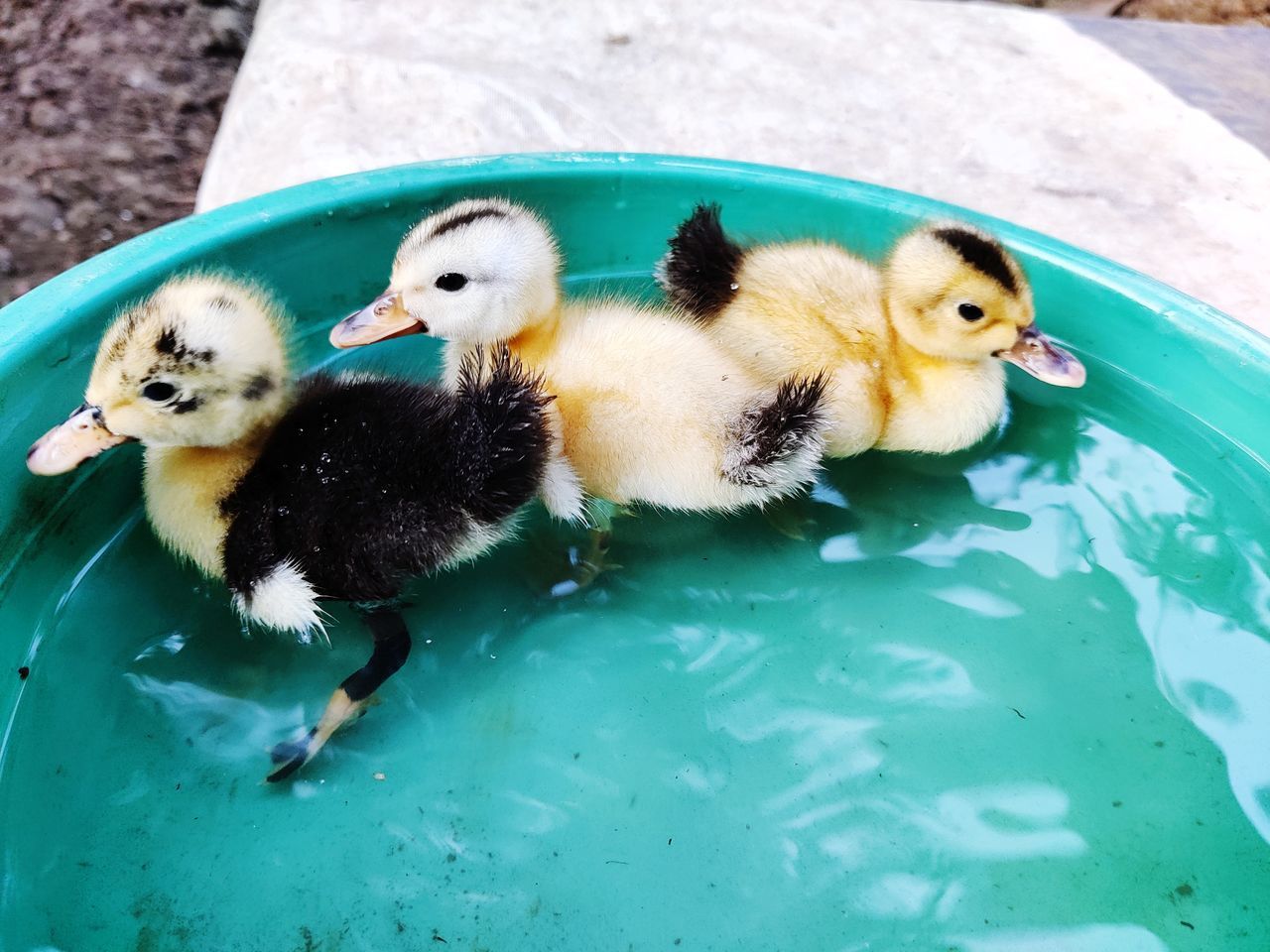 Beautiful ducks