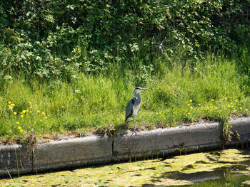View of bird perching on grass