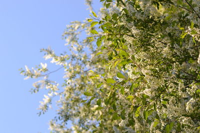 Low angle view of flowers on tree