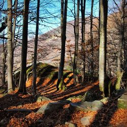 Bare trees in forest