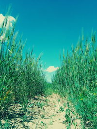 Plants growing on field against clear sky