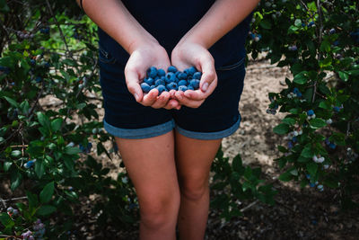 Hands of woman holding blueberries among blueberry bushes