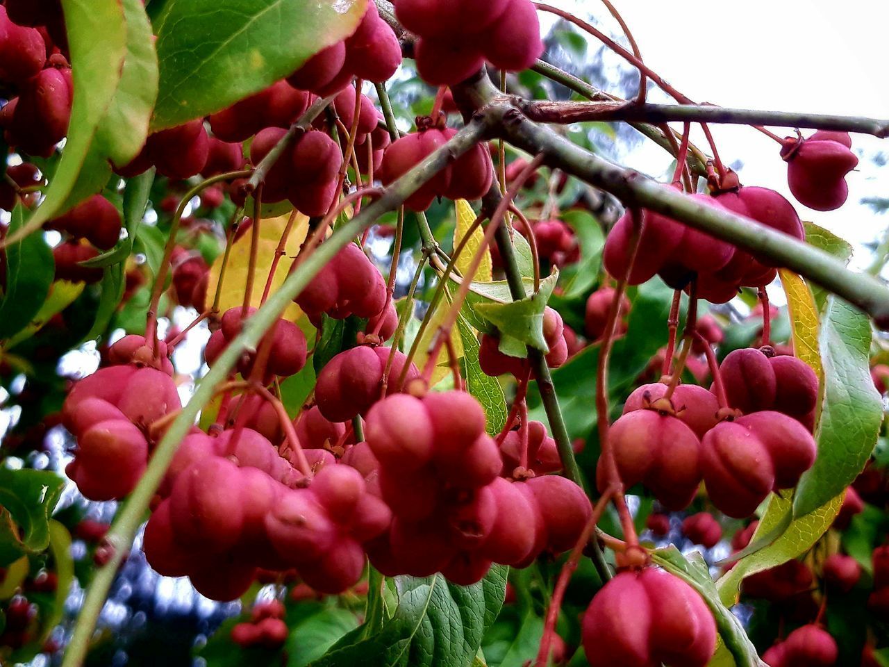 CLOSE-UP OF CHERRIES GROWING ON PLANT