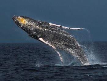 Fish splashing in sea against sky