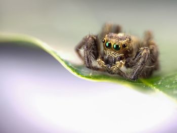 Close-up of spider