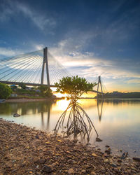 Mangrove and bridge