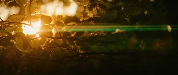 Close-up of illuminated christmas tree