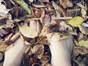 Close-up of dry leaves on field