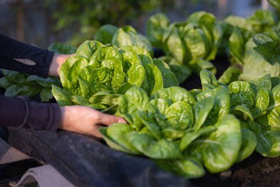 Midsection of person holding vegetables