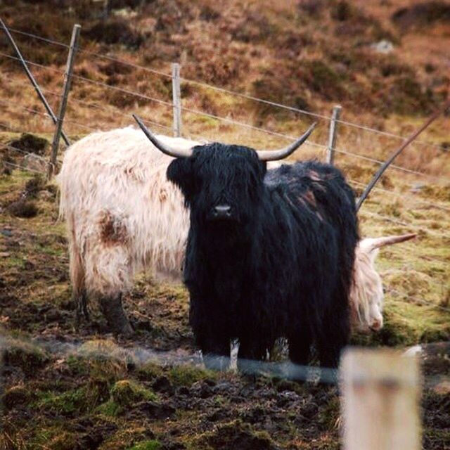 Highland coo