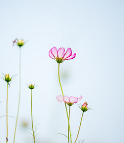 Close-up of pink cosmos flowers