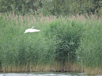 View of a bird flying over calm lake