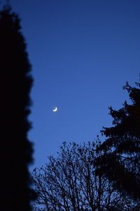 Low angle view of silhouette trees against sky at night