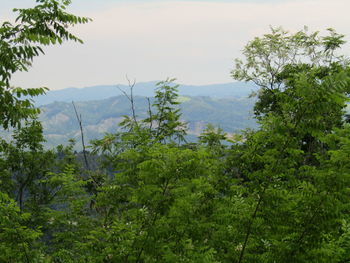 Scenic view of forest against sky