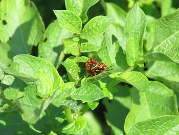 Close-up of insect on leaf