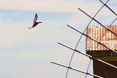 Low angle view of birds flying in sky