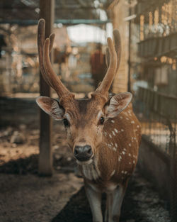 Close-up portrait of deer