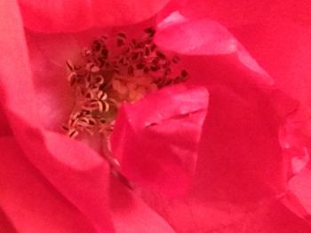 Close-up of pink rose