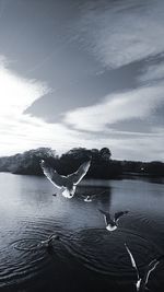 Swan swimming in lake against sky