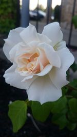 Close-up of white rose blooming outdoors