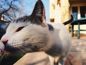 Close-up of cat relaxing outdoors