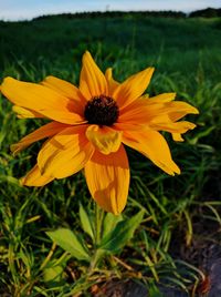 Close-up of fresh yellow flower blooming in garden