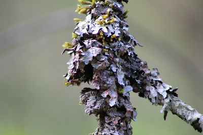 Close-up of flowering plant on tree trunk