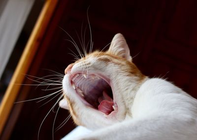 Close-up of cat yawning