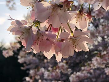 Close-up of cherry blossoms in spring