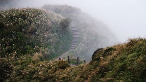 Panoramic shot of trees on landscape