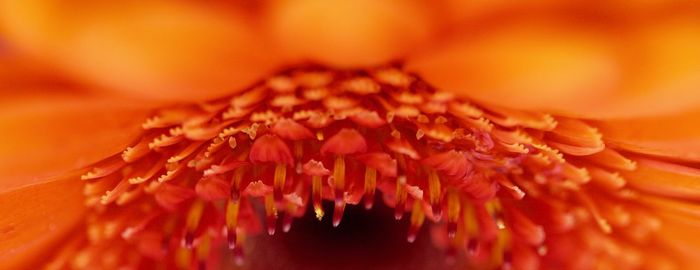 Close-up of flower